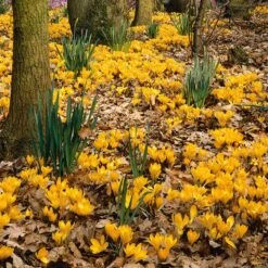 Yellow Mammoth Dutch Crocus