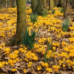 Magic Carpet Bulb Collection -High Country Gardens Store elbo44859 crocus yellow mammoth sq