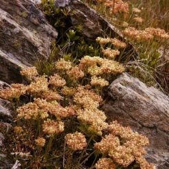 Arrowleaf Buckwheat 9 Arrowleaf Buckwheat -High Country Gardens Store eriogonum compositum fall color