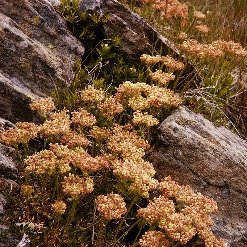 Arrowleaf Buckwheat 5 Arrowleaf Buckwheat - Image 5
