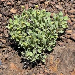 Arrowleaf Buckwheat 7 Arrowleaf Buckwheat -High Country Gardens Store eriogonum compositum foliage