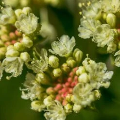Sulphur-flower Buckwheat -High Country Gardens Store eriogonum umbellatum5