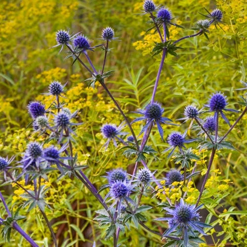 Blue Glitter Sea Holly (Eryngium) 1 Blue Glitter Sea Holly (Eryngium)