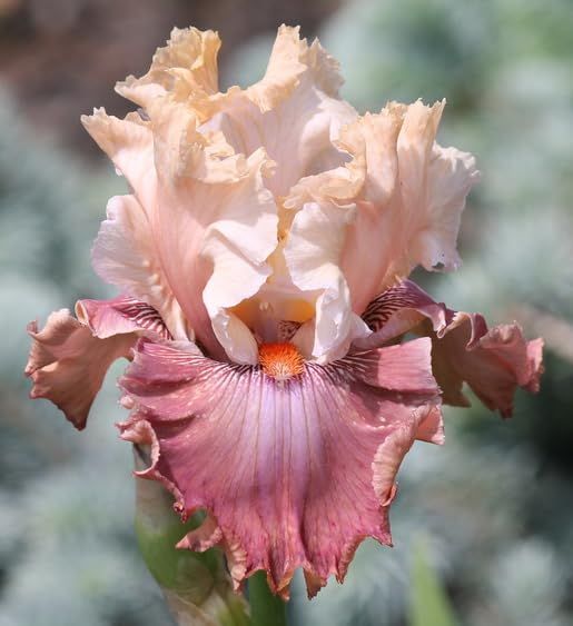 High Country Gardens Store 55 High Country Gardens Store -High Country Gardens Store f1ec5a73ddf1da508d2245ca1bb20b59