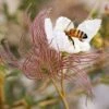 Apache Plume (Fallugia) 10 Apache Plume (Fallugia) -High Country Gardens Store fallugia paradoxa bee seed head cropped 1 1
