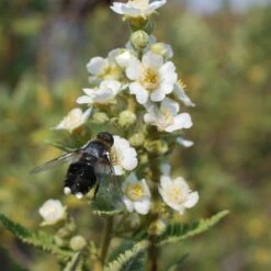 Fernbush (Chamaebatiaria) 7 Fernbush (Chamaebatiaria) -High Country Gardens Store fernbush pollinator bloom