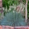 Siskiyou Blue Fescue Grass 8 Siskiyou Blue Fescue Grass -High Country Gardens Store festuca idahoensis siskiyou blue 4