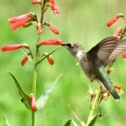 Firecracker Penstemon Richfield Strain 8 Firecracker Penstemon Richfield Strain -High Country Gardens Store firecracker penstemon hummingbird