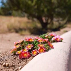 Fire Spinner® Ice Plant -High Country Gardens Store firespinner delosperma andrea nm 1