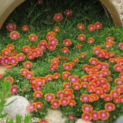 Fire Spinner® Ice Plant -High Country Gardens Store firespinner delosperma donnahansen contest