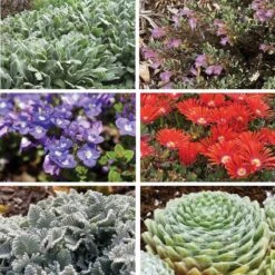 FireSmart Collection - Zone 1 -High Country Gardens Store firewise collection 1 9 18 2025