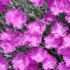 Firewitch Dianthus -High Country Gardens Store firewitch dianthus garden pinks 3