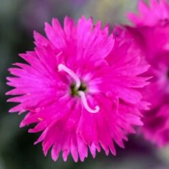 Firewitch Dianthus -High Country Gardens Store firewitch dianthus 2