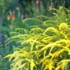 Fireworks Goldenrod (Solidago) -High Country Gardens Store fireworks solidago 1