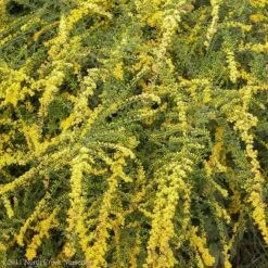 Fireworks Goldenrod (Solidago) -High Country Gardens Store fireworks solidago 4