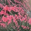FlowerKisser® Weeping Pink Texas Yucca (Hesperaloe)