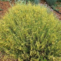 FlowerKisser® Citrus Surprise Penstemon -High Country Gardens Store flowerkisser citrus surprise penstemon sq 1