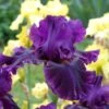 Desert Sky Bearded Iris Collection 7 Desert Sky Bearded Iris Collection -High Country Gardens Store for veronica desert sky coll