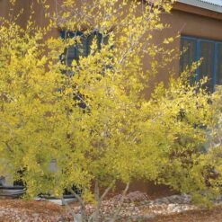 Berry Girl New Mexico Privet -High Country Gardens Store forestiera neomexicana 52550 fall 1