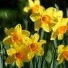 Endless Daffodil Bulb Collection -High Country Gardens Store fortisimo large cupped daffodil cropped
