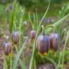 Fox's Grape Fritillary -High Country Gardens Store fox grape fritillary 1