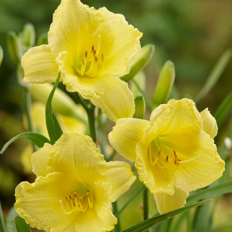 Fragrant Returns Reblooming Daylily 1 Fragrant Returns Reblooming Daylily