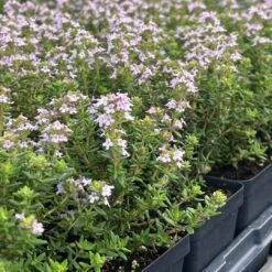 Fredo Garden Thyme 7 Fredo Garden Thyme -High Country Gardens Store fredo 277435343 3057198607868388 4046569839549898104 square