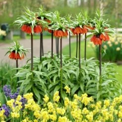 High Country Gardens Store -High Country Gardens Store fritillariared3