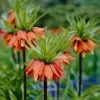 Red Crown Imperial -High Country Gardens Store fritillariared 1