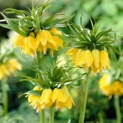 Yellow Crown Imperial -High Country Gardens Store fritillariayellow1 1