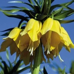 Yellow Crown Imperial -High Country Gardens Store fritillariayellow 1