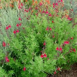 Furman's Red Texas Salvia -High Country Gardens Store furmans red texas salvia