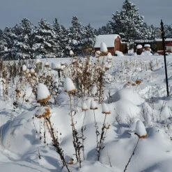 Coronation Gold Yarrow 9 Coronation Gold Yarrow -High Country Gardens Store garden in snow dianeoneil
