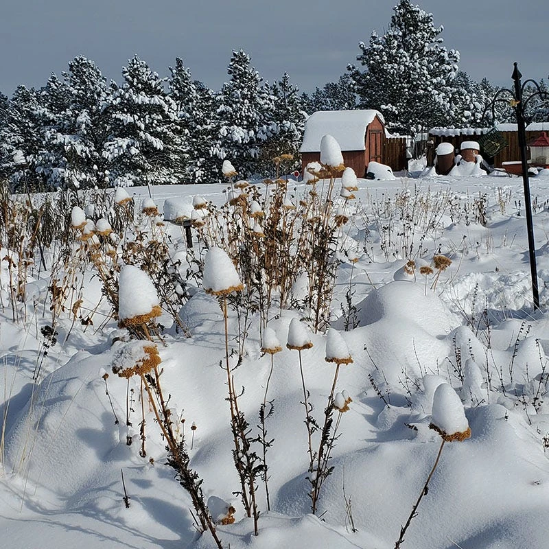 Coronation Gold Yarrow 5 Coronation Gold Yarrow - Image 5