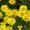 Colorado Gold® Gazania 8 Colorado Gold® Gazania -High Country Gardens Store gazania linearis colorado gold treassure flower