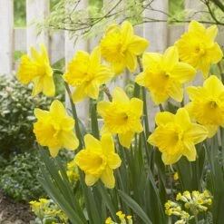 Gigantic Star Large Cupped Daffodil -High Country Gardens Store gigantic star daffodil narcissus cropped 1