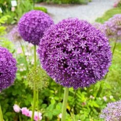 Gladiator Allium -High Country Gardens Store gladiator allium
