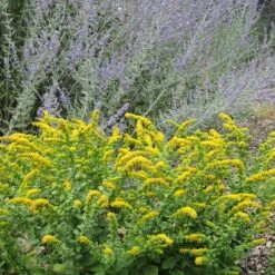 Autumn Magic Pollinator Collection -High Country Gardens Store golden fleece solidago sq