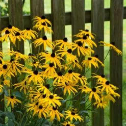 Goldsturm Black Eyed Susan -High Country Gardens Store goldstrum black eyed susan 2