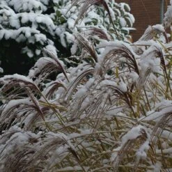 Gracillimus Miscanthus Grass -High Country Gardens Store gracillimus miscanthus grass