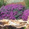Drought Resistant Groundcover Collection -High Country Gardens Store gray creeping germander teucrium ground cover garden close 1