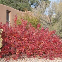 Gro-Low Sumac (Rhus) -High Country Gardens Store gro low sumac adobe