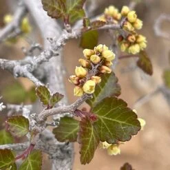Gro-Low Sumac (Rhus) -High Country Gardens Store gro low sumac spring