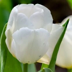 Hakuun Darwin Tulip -High Country Gardens Store hakuun darwin tulip 3