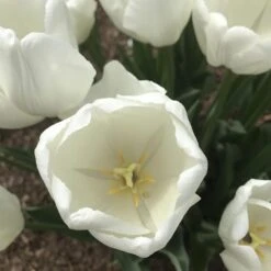 Hakuun Darwin Tulip -High Country Gardens Store hakuun darwin tulip 4