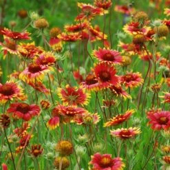 Native Dry Area Wildflower Seed Mix -High Country Gardens Store hcg dry area mix blanketflower