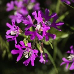 Native Dry Area Wildflower Seed Mix -High Country Gardens Store hcg dry area mix deer horn clarkia