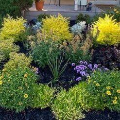 Kudos™ Gold Agastache -High Country Gardens Store hcg kudos gold agastache garden pr cropped