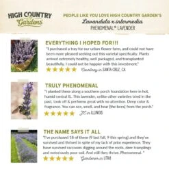 Phenomenal® Lavender 12 Phenomenal® Lavender -High Country Gardens Store hcg pdp testimonial phenomenal lavender 01