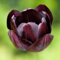 Queen Of The Night Single Late Tulip 5 Queen Of The Night Single Late Tulip -High Country Gardens Store hcg single late tulip queen of the night